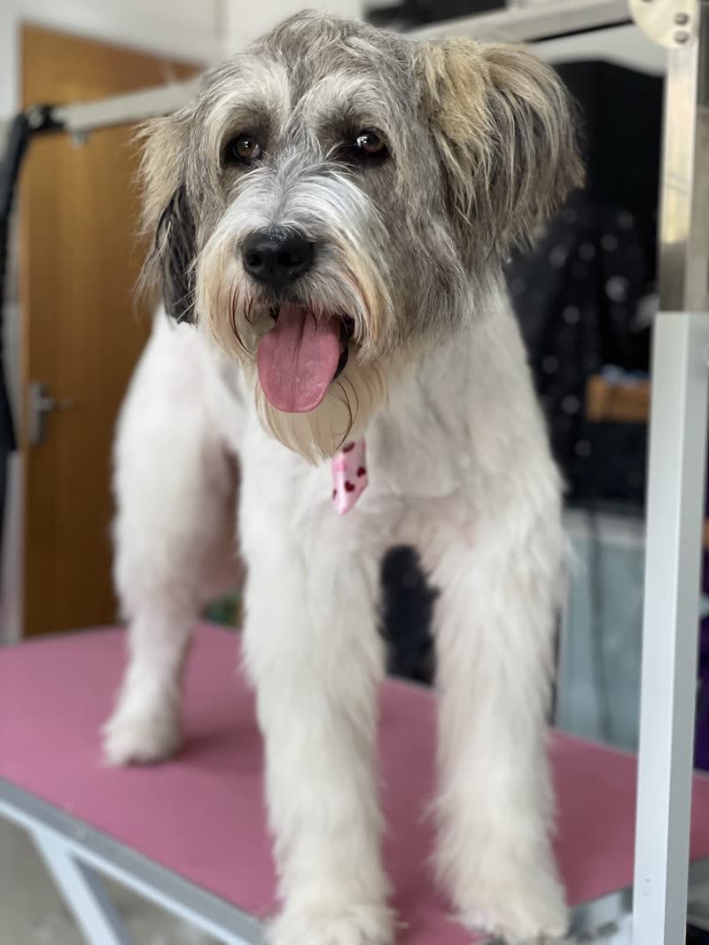The salon interior, the pink grooming table against the wooden door and mirror, a freshly clipped terrier standing on it