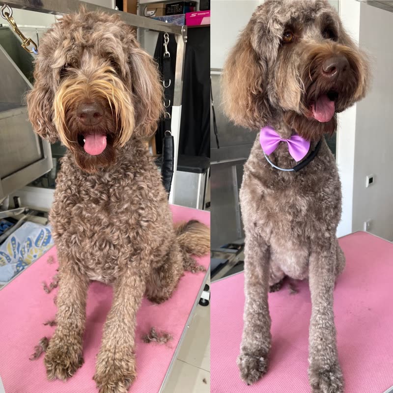 A freshly groomed brown labradoodle standing on the pink grooming table, tongue out
