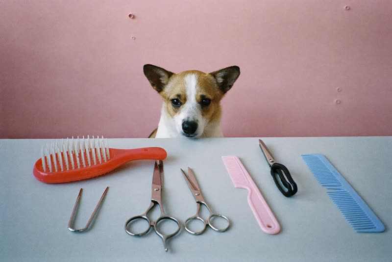 Grooming tools laid out on a clean surface