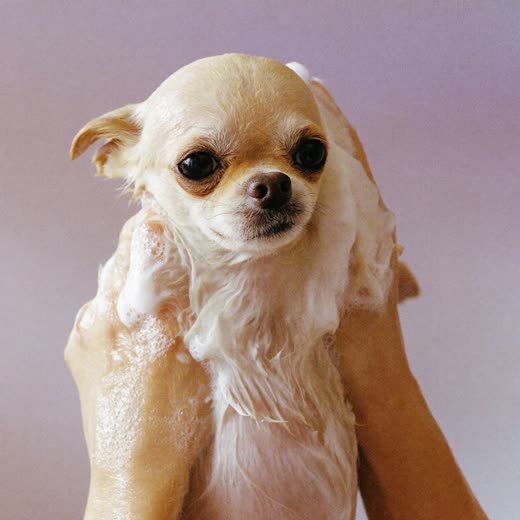 A small dog mid-bath, coat lathered in foam