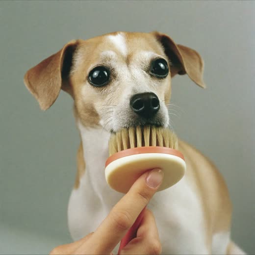 A dog having its face brushed with a soft slicker brush