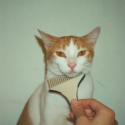 A calm cat being combed
